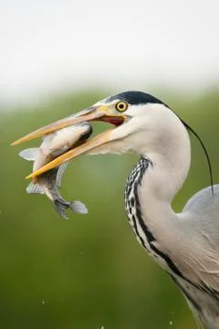 Bird image from Hungary in spring Stock Photos