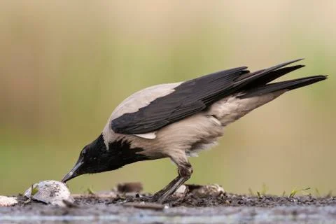Bird image from Hungary in spring Stock Photos