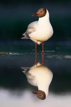 Bird image from Hungary in spring Foto stock
