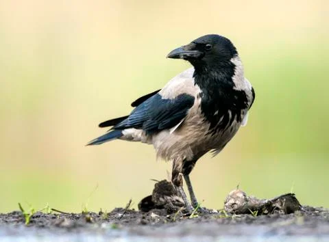 Bird image from Hungary in spring Stock Photos