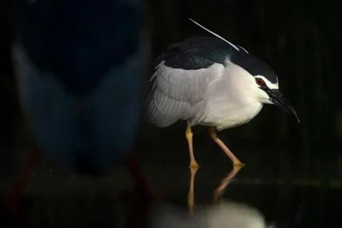 Bird image from Hungary in spring Stock Photos