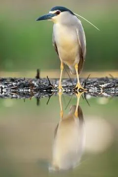 Bird image from Hungary in spring Stock Photos