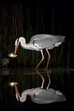 Bird image from Hungary in spring Stock Photos