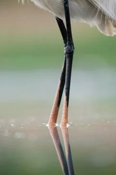 Bird image from Hungary in spring Stock Photos