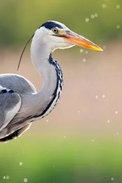 Bird image from Hungary in spring Stock Photos