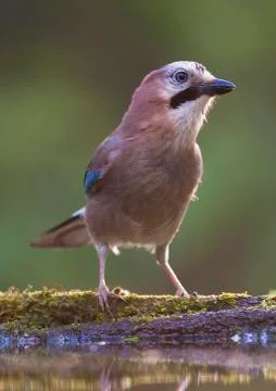 Bird image from Hungary in spring Stock Photos