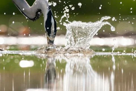 Bird image from Hungary in spring Stock Photos