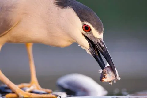 Bird image from Hungary in spring Stock Photos