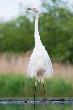Bird image from Hungary in spring Stock Photos