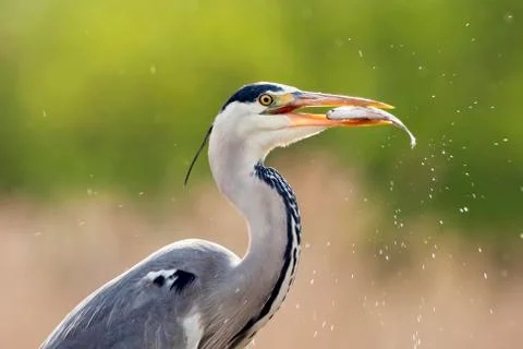 Bird image from Hungary in spring Stock Photos