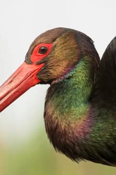 Bird image from Hungary in spring Stock Photos