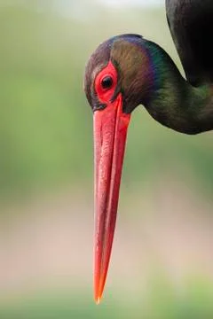 Bird image from Hungary in spring Stock Photos