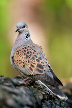 Bird image from Hungary in spring Stock Photos