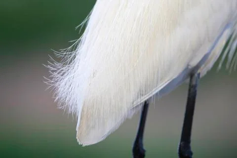Bird image from Hungary in spring Stock Photos