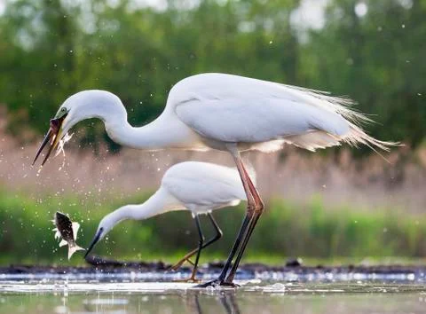 Bird image from Hungary in spring Stock Photos