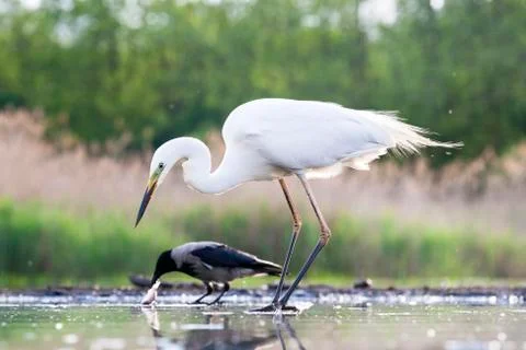 Bird image from Hungary in spring Stock Photos