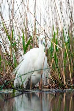 Bird image from Hungary in spring Stock Photos