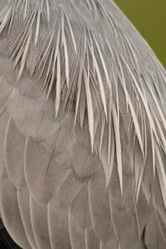 Bird image from Hungary in spring Stock Photos