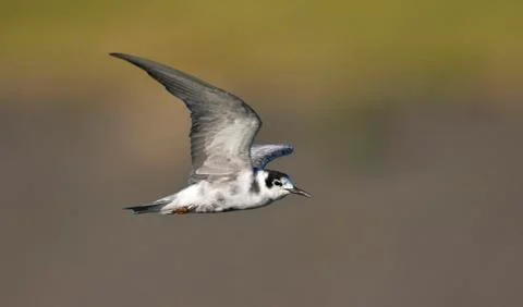 Bird image from the Netherlands Stock Photos