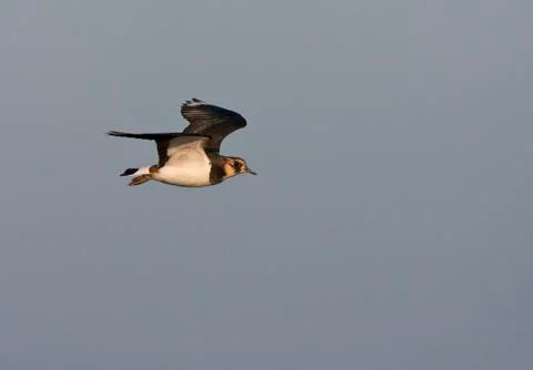 Bird image from the Netherlands. Stock Photos