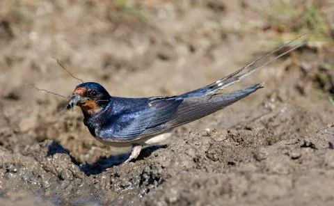 Bird image from the Netherlands Stock Photos