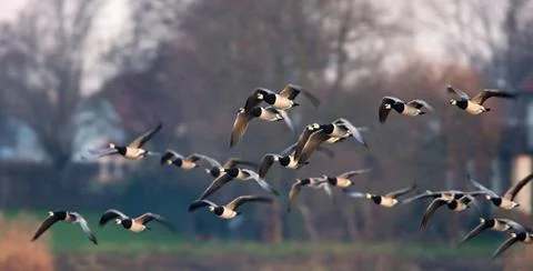 Bird image from the Netherlands Stock Photos