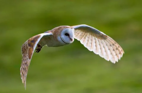 Bird image from the Netherlands Stock Photos