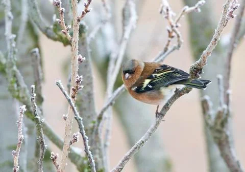 Bird image from the Netherlands Stock Photos