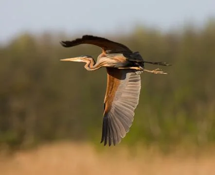 Bird image from the Netherlands. Stock Photos