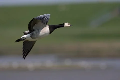 Bird image from the Netherlands Foto stock