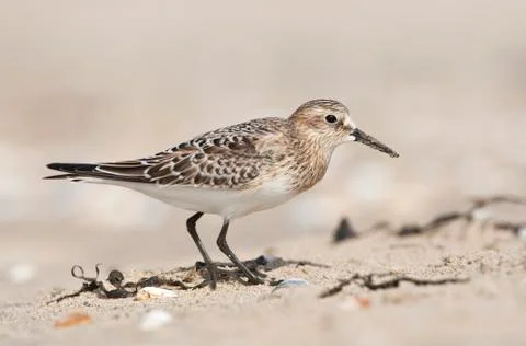 Bird image from the Netherlands. Stock Photos