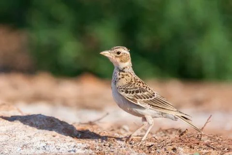 Bird image from Spain. Stock Photos