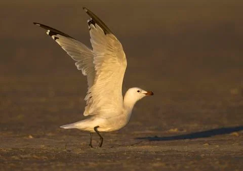 Bird image from Spain. Stock Photos