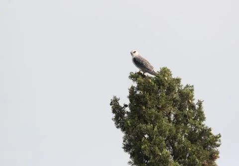 Bird image from Spain. Stock Photos