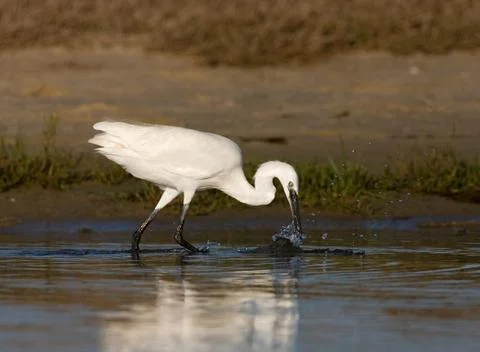 Bird image from Spain. Stock Photos