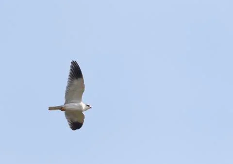 Bird image from Spain. Stock Photos