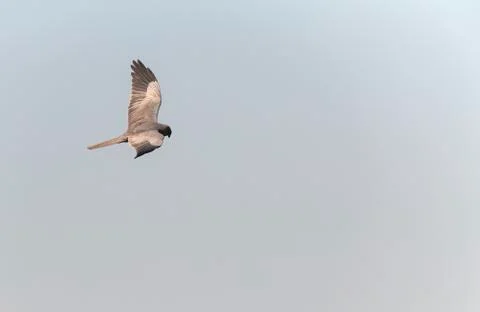 Bird image from Spain. Stock Photos