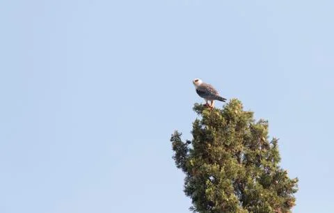 Bird image from Spain. Stock Photos