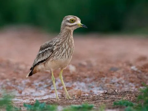 Bird image from Spain. Stock Photos