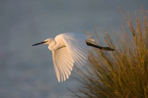 Bird image from Spain. Stock Photos