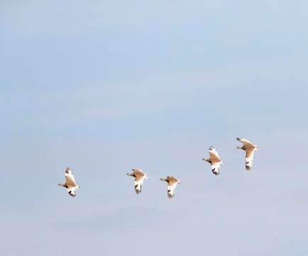 Bird image from Spain. Foto stock