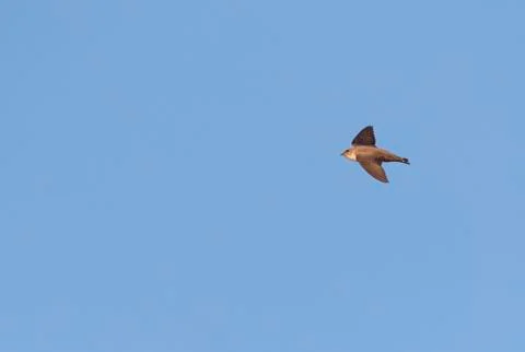 Bird image from Spain. Stock Photos