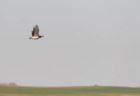 Bird image from Spain. Stock Photos