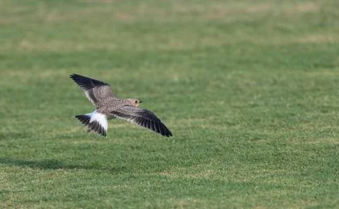 Bird image from Spain. Stock Photos