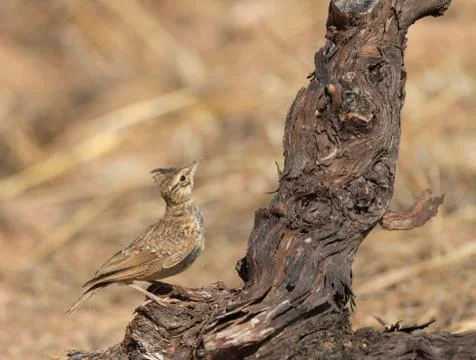 Bird image from Spain. Stock Photos