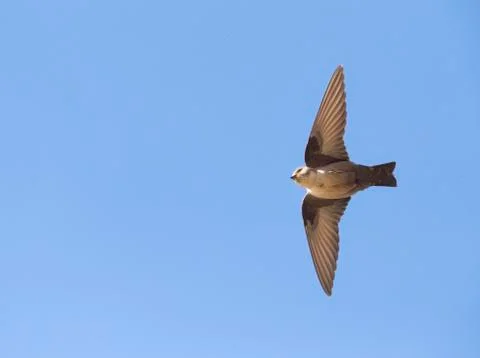 Bird image from Spain. Stock Photos