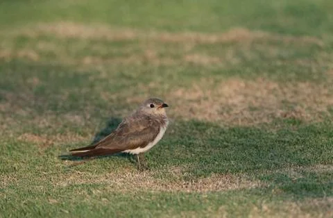 Bird image from Spain. Stock Photos