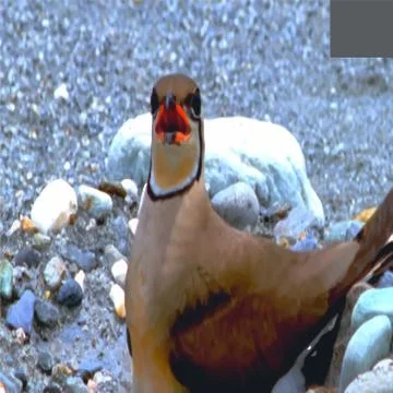 Bird image vector Stock Illustration