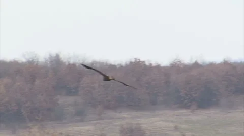 Bird Imperial eagle flying in the sky and looking of a prey during the hunting Video stock 61186901