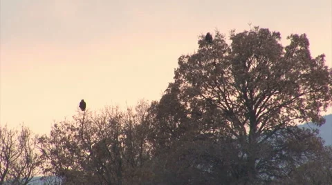 Bird Imperial eagle landed on the ground after successful hunting Stock Footage 61186919